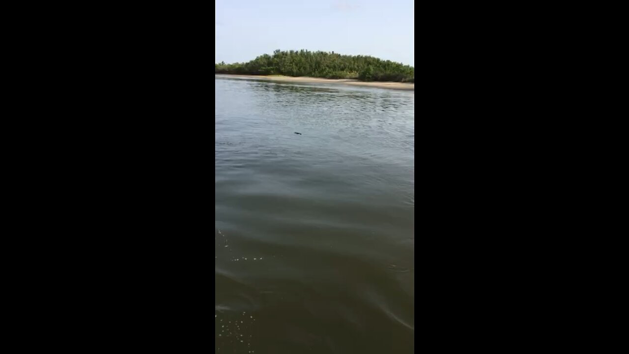 Gopher Turtle swimming the Channel