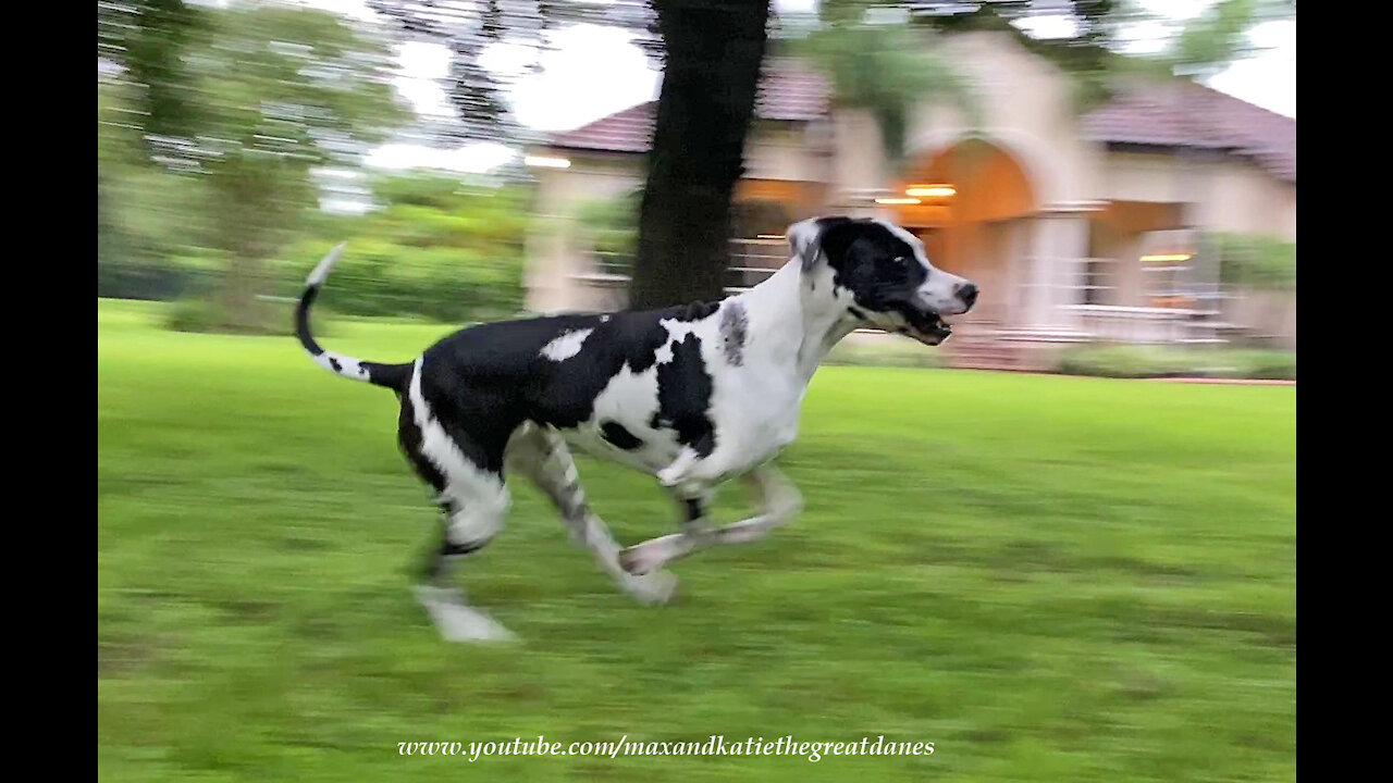 Funny Galloping Great Dane Waits to Race His Favorite Car