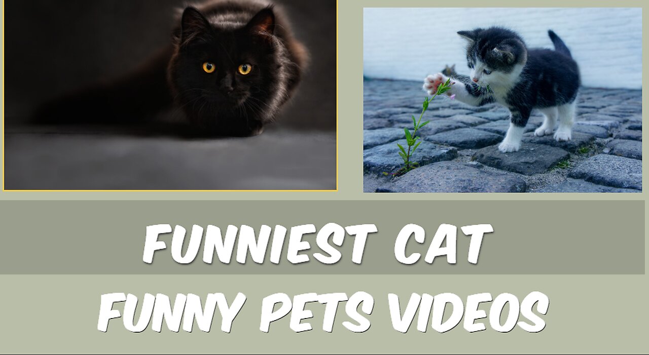 funny cat videos
