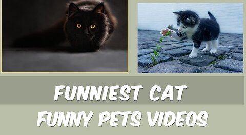 funny cat videos