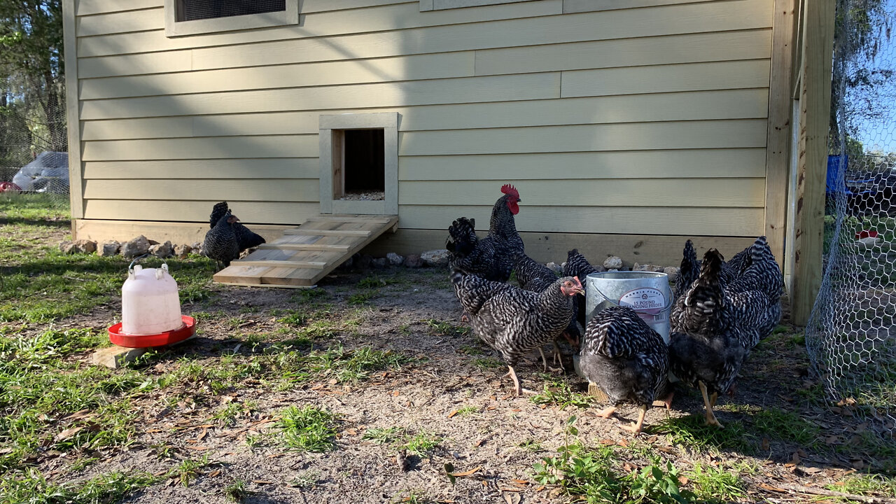 Moving our chickens to their new coop!