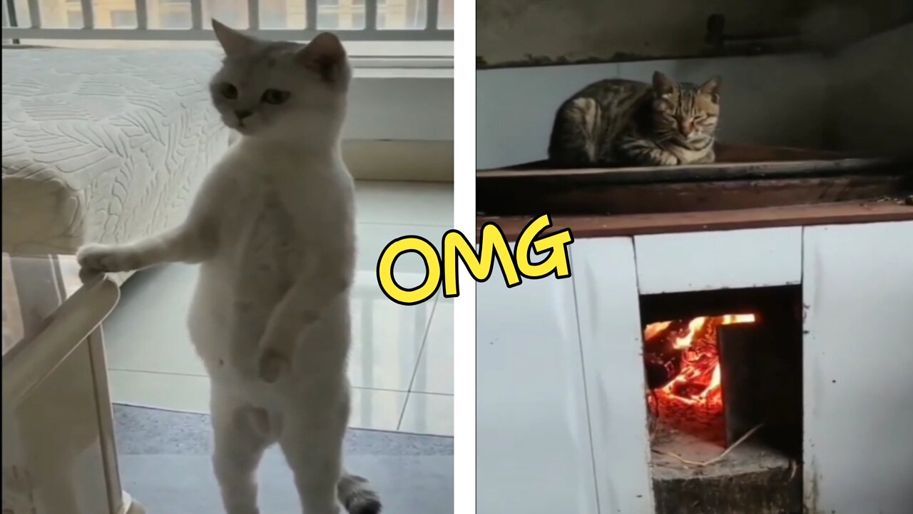 Funny Cats and Kittens Meowing Compilation