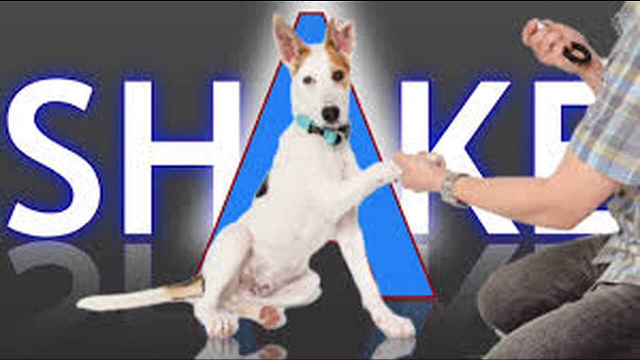 Teach you dog to handshake in 60 seconds 🐕