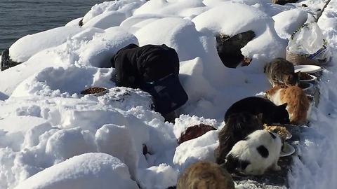 Compassionate woman feeds large number of feral cats