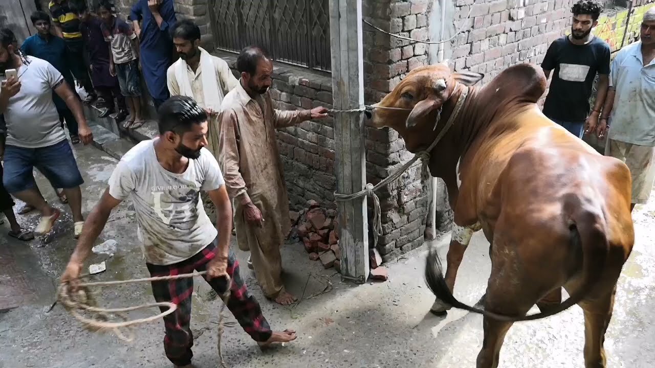 Angry Bull 2021 | Bull Qurbani | Chokas tv