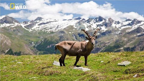 National Geographic - Italian Wildlife - New Documentary HD