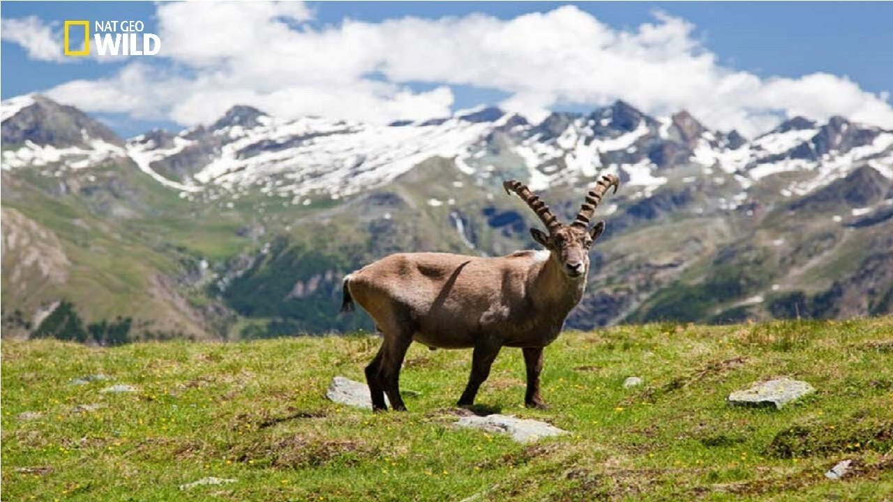 National Geographic - Italian Wildlife - New Documentary HD