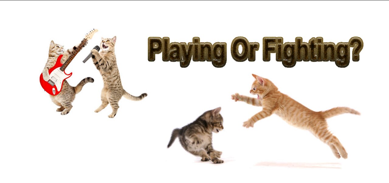 How To Know if Cats Are Playing or Fighting?