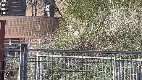 Male Hawk in the brush hunting