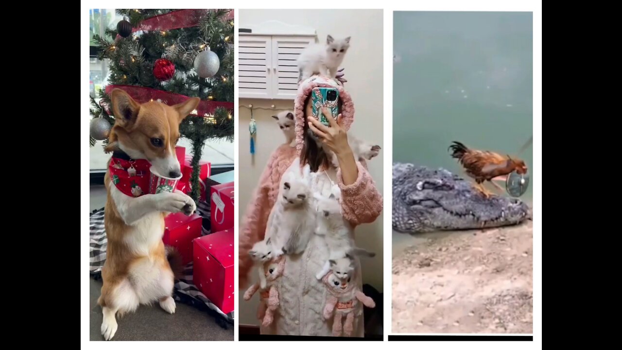 Cute funny animals 😂