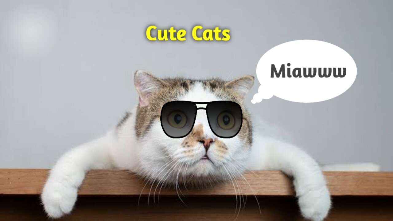 a collection of cute and funny cat behavior