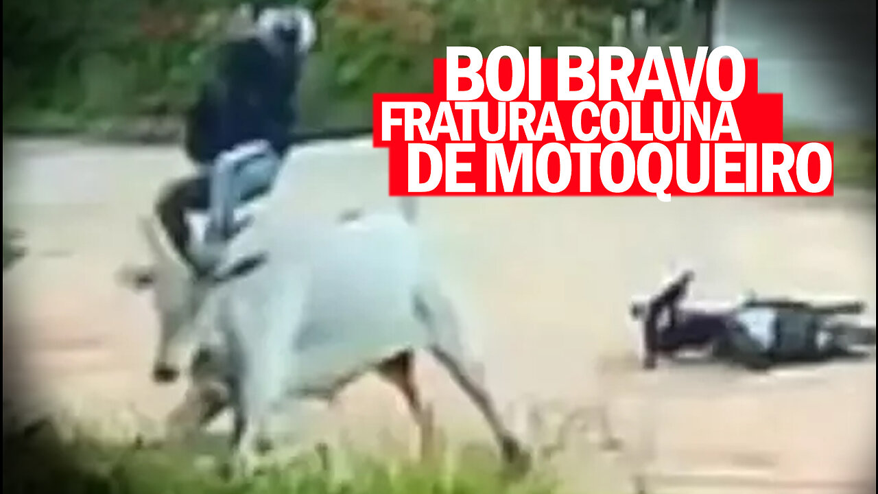 Motoqueiro é atacado por boi e fratura a coluna | Wild ox attacks motorcyclist | Jornalismo Verdade