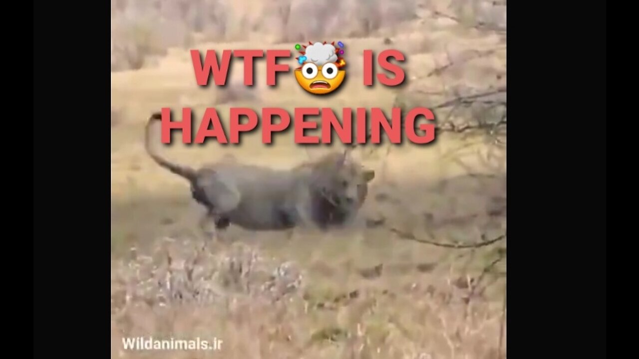 YOU HAVE SEEN THE DEATH SPIRAL. BUT HAVE YOU SEEN THIS? IS THIS CREATURE JABBED? LION DEATH SPIRAL