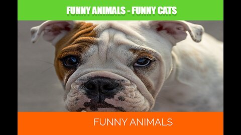 Funny animals - Funny cats -Funny dogs - Funny animal videos 2023