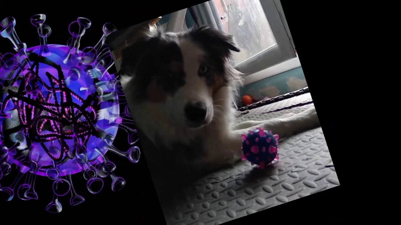 Border Collie fights Coronavirus