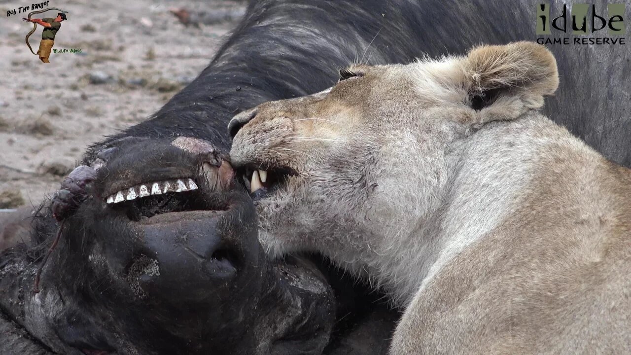 Daughters Of The Mapogo Lions - Rebuilding The Othawa Pride - 138: Lone Lioness Eats A Buffalo