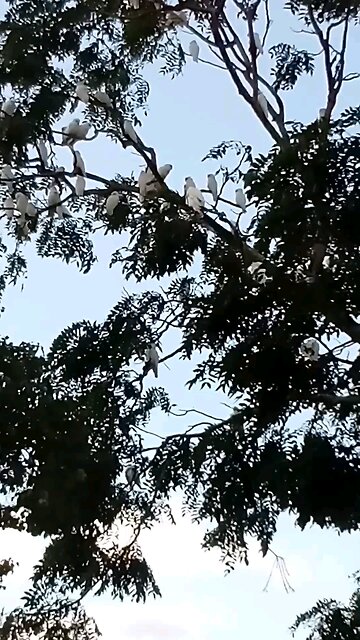 This is about as quiet as they get 😂 Corellas Resting Together.