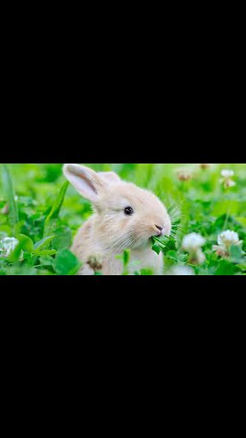 Cute rabbit | rabbit eating video | Cute Rabbit 4K Ultra HD - cute rabbit whatsapp status