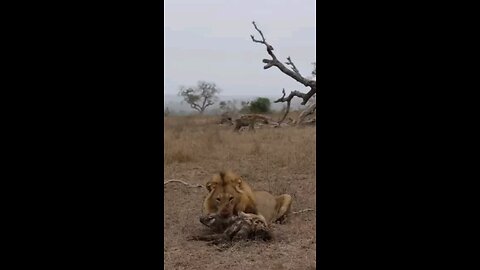 Hyena Escapes Lion Attack