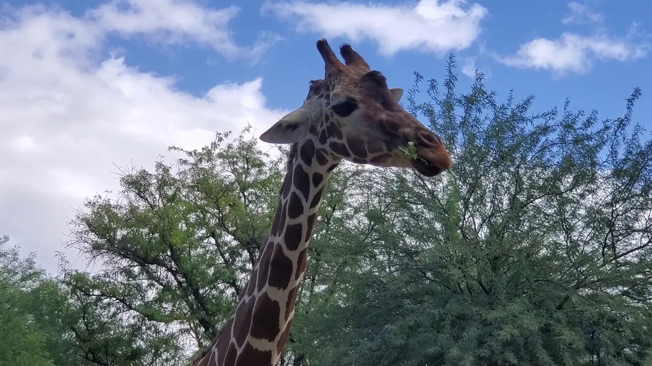 TUCSON ARIZONA ZOO GIRAFFE