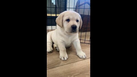 Must fight back against the Claw !! #labrador #cutepuppy #puppy #doglover