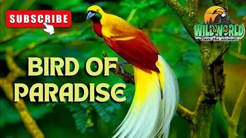 bird of paradise