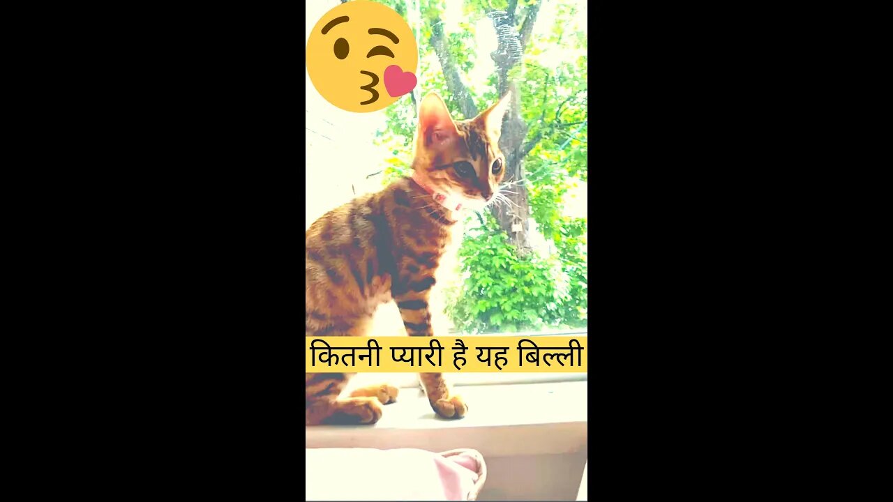 कितनी प्यारी है यह बिल्ली❤️how cute is this cat👈