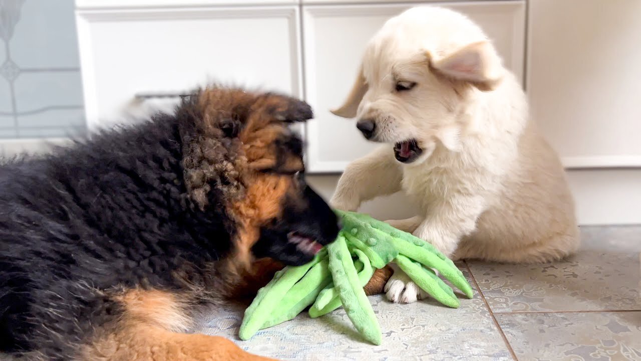 Golden Retriever Puppy vs German Shepherd Puppy [Cuteness Overload]