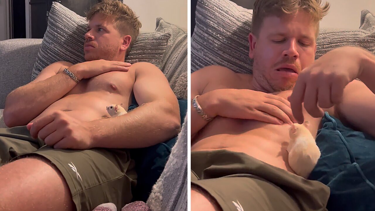 Cheeky hamster hilariously bites man on the nipple