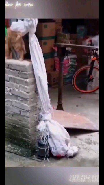 Rumble/funny dog and cat #23