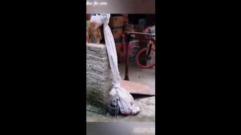 Rumble/funny dog and cat #23