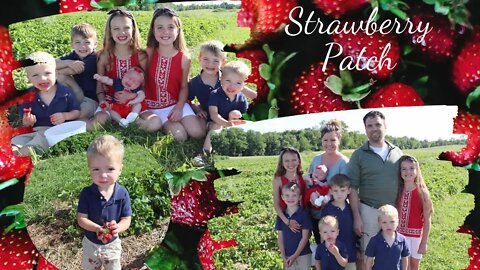 Strawberry Picking