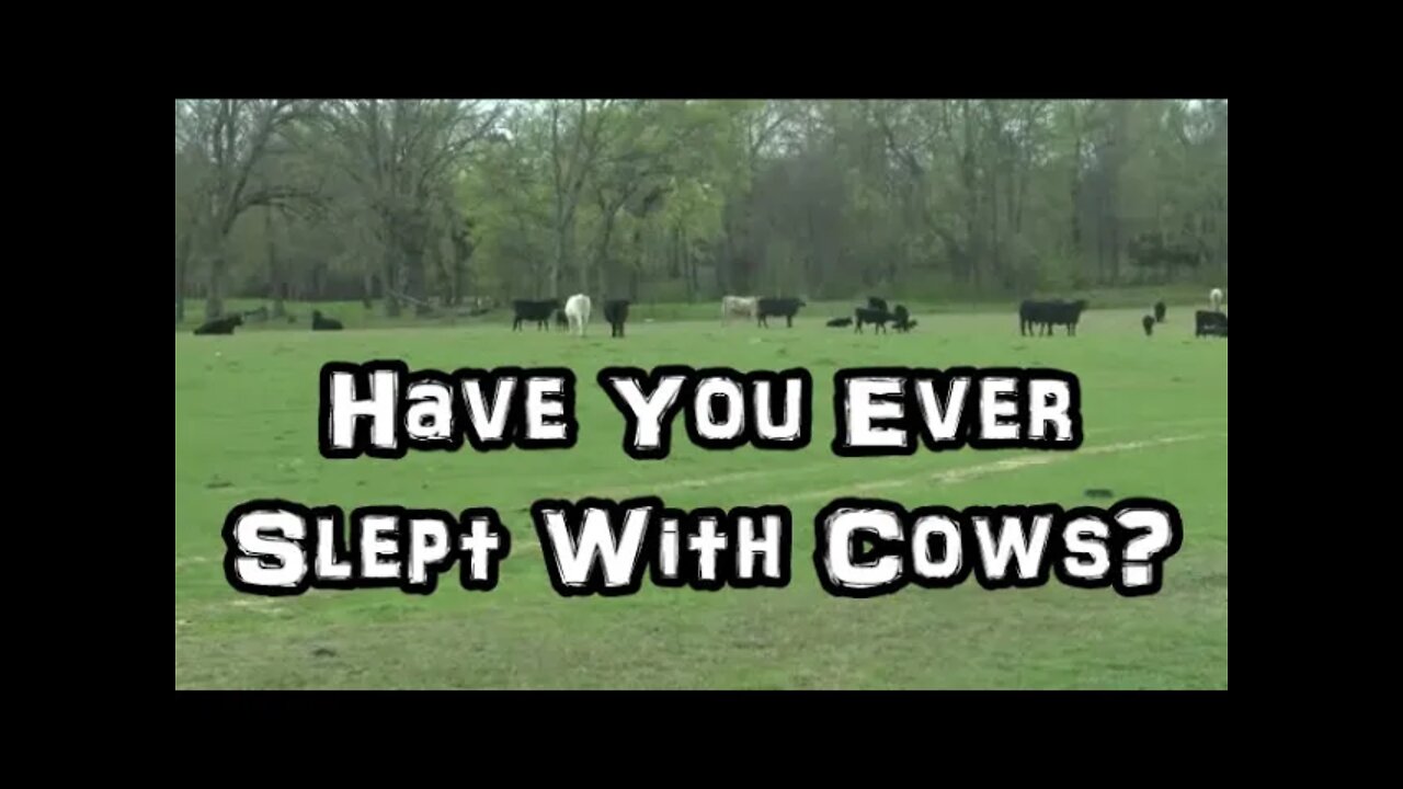 Have You Ever Slept With COWS?