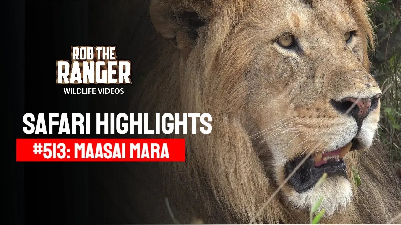 Safari Highlights #513: 05th December 2018 | Maasai Mara/Zebra Plains | Latest Wildlife Sightings