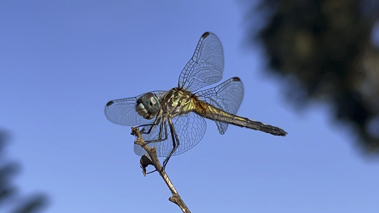 Dragonfly visit May 27 2024