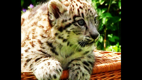 CUTE Baby Snow Leopard