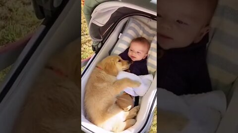 🐕 Dog & Baby Moments #shorts