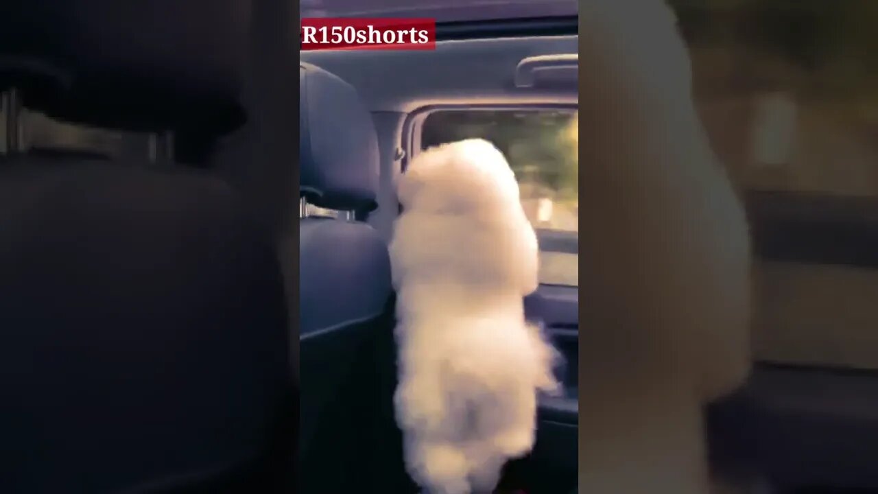 Pappy New Dancing Video - pappy Funny Video 2022😁😁😁😁😁😁😁 |#r150shorts |#youtubeshorts |#ytshorts
