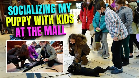 Socializing PUPPY With Kids at the Mall Cane Corso Puppy