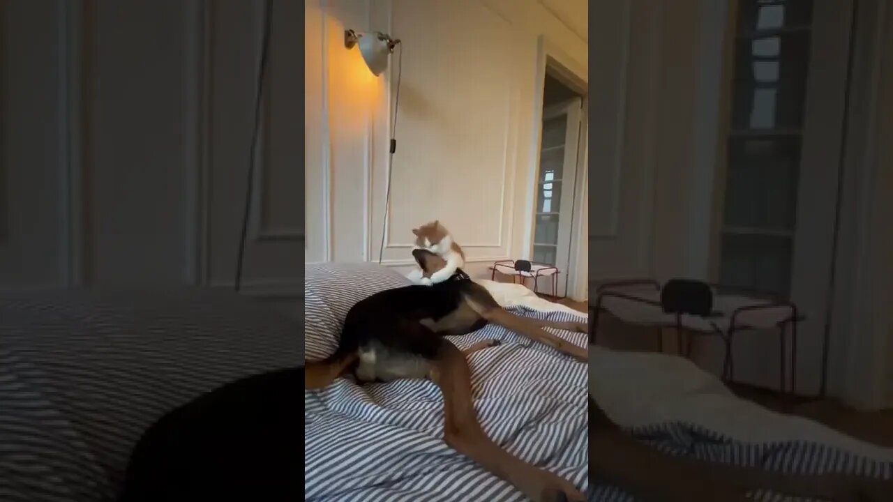 Love between dog and cat