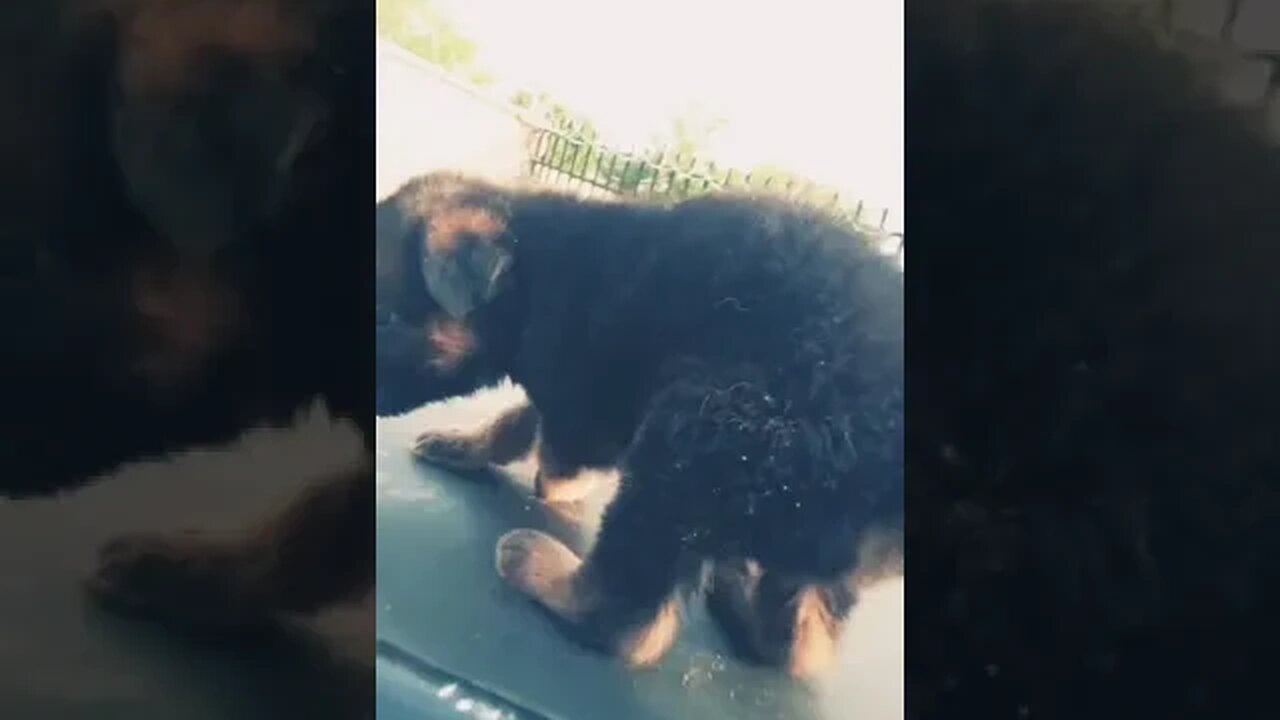 cute puppy #shorts #doglover