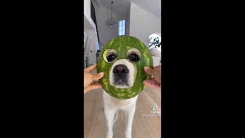 compilation of cute pets for when you're sad ^-^