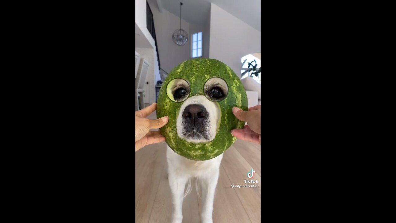 compilation of cute pets for when you're sad ^-^