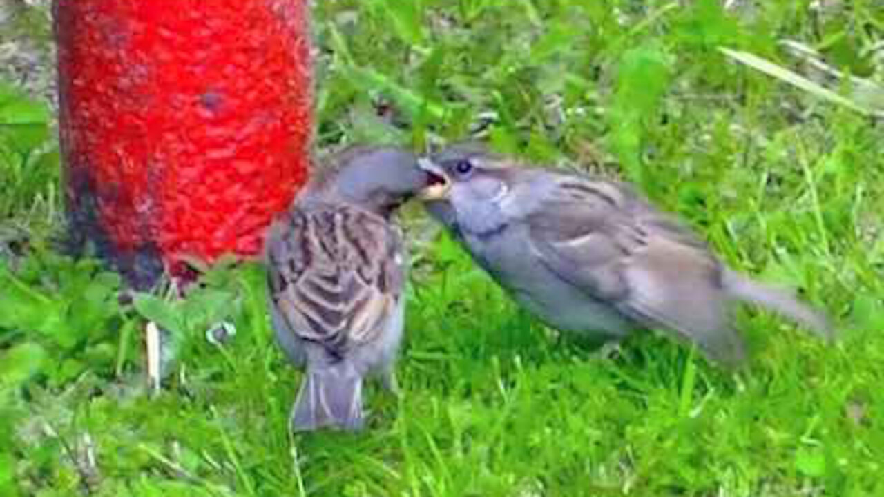 IECV NV #389 - 👀 Daddy House Sparrow Feeds Baby House Sparrow🐤 6-7-2017