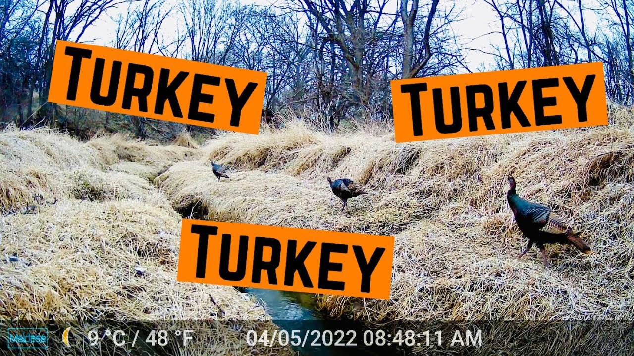 TRAILCAM TUESDAY!!!