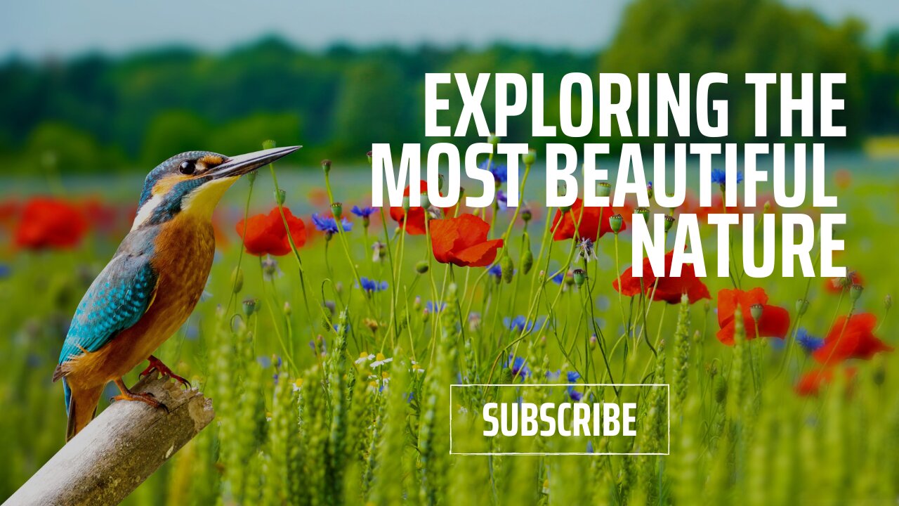 Nature | Field view | Beautiful view of Nature with Lovely Weather | Wheat view