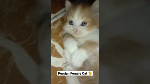 #youtubeshorts #cutecat #shorts #persiancats #brown