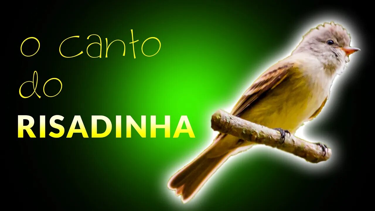 Pássaros Cantando na Natureza ao Amanhecer - RISADINHA | Vida no Campo