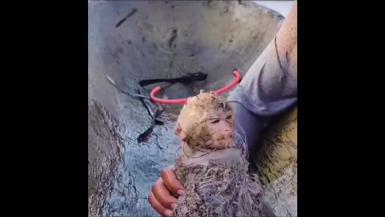 Little monkey rescue
