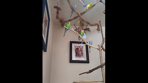 9 Bustling Budgies